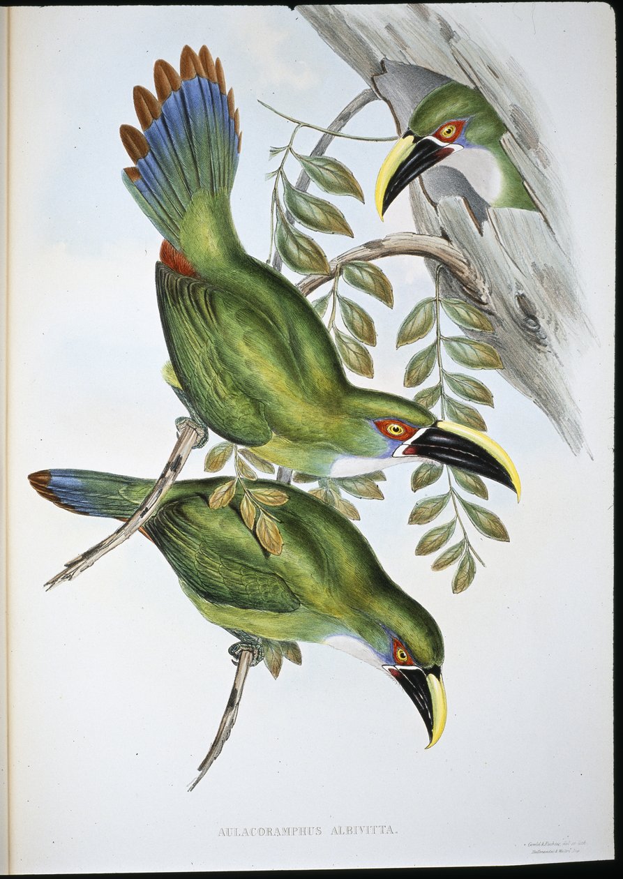 White-banded Groove-bill Toucan by John (after) Gould