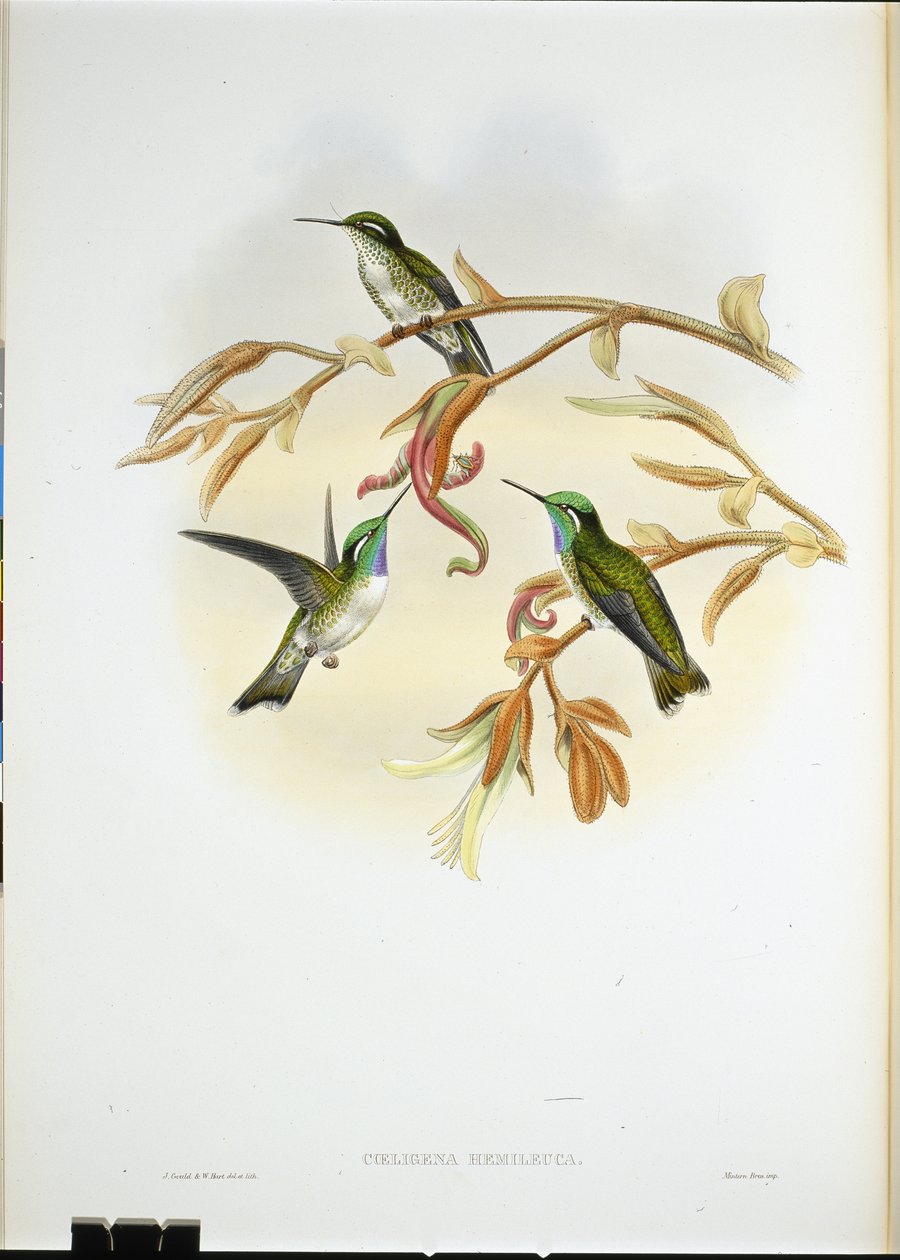 White-bellied Cacique Humming Bird by John (after) Gould