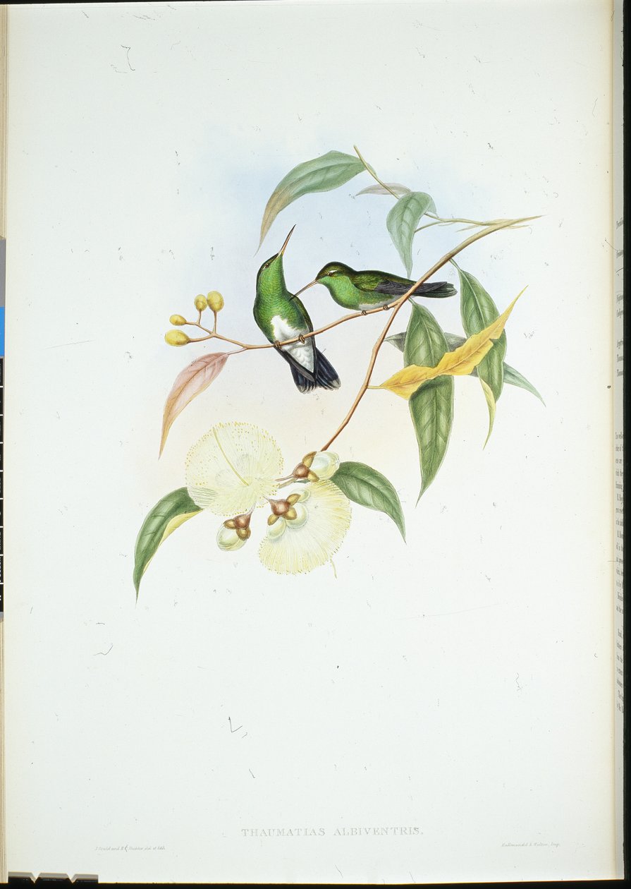White-bellied Emerald by John (after) Gould