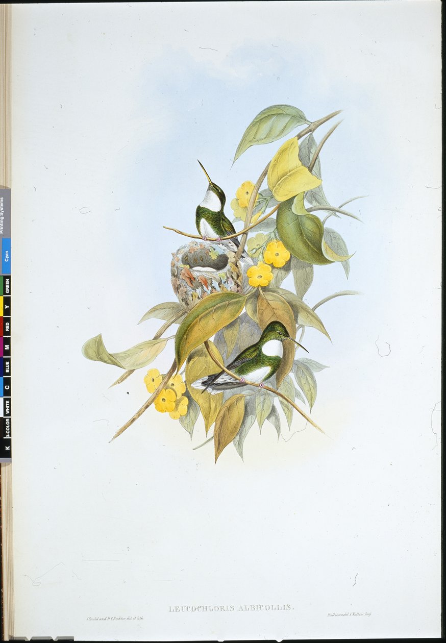 White-throat (Leucochloris Albicollis) by John (after) Gould