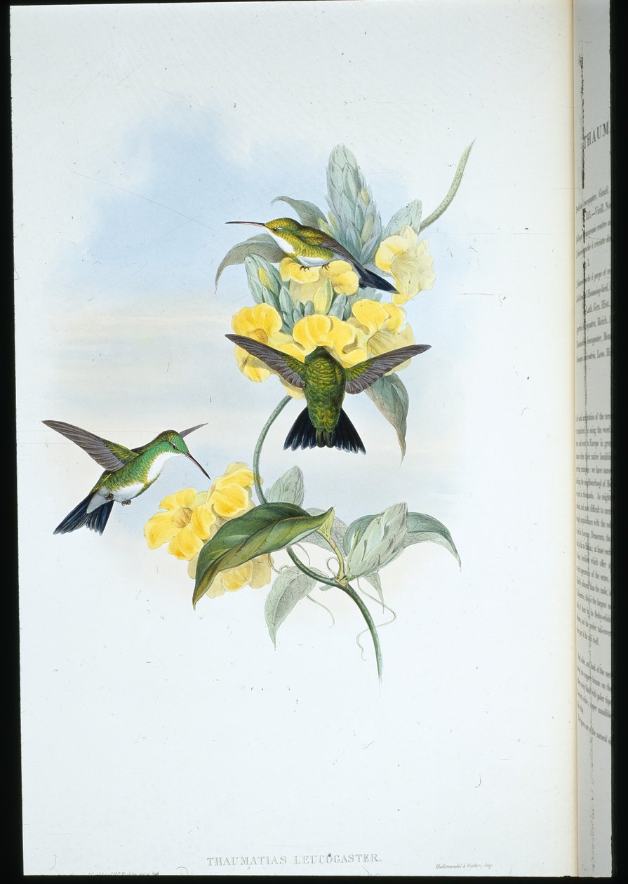 White-throated Emerald by John (after) Gould