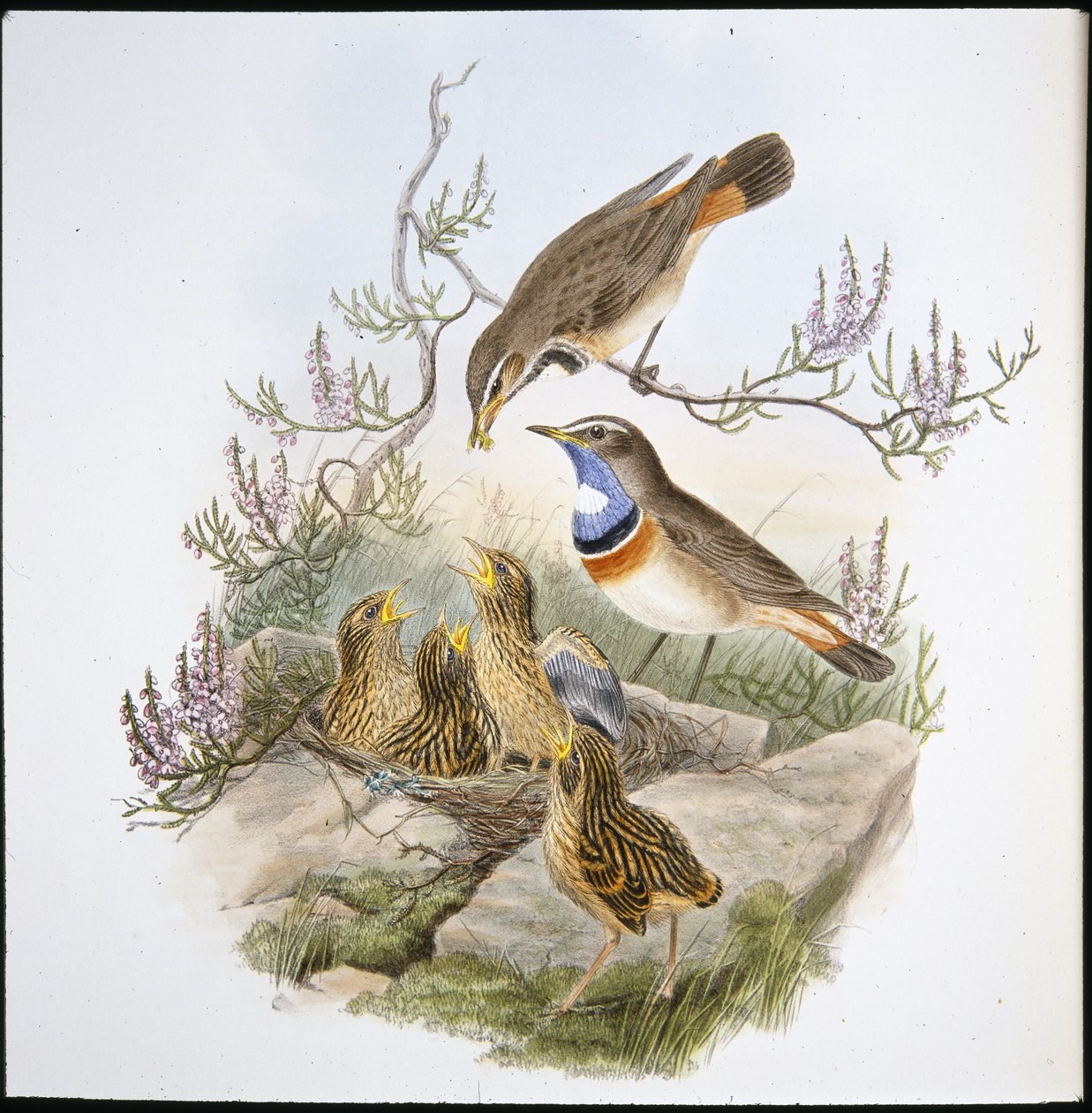 White Throated Bluebreast by John (after) Gould