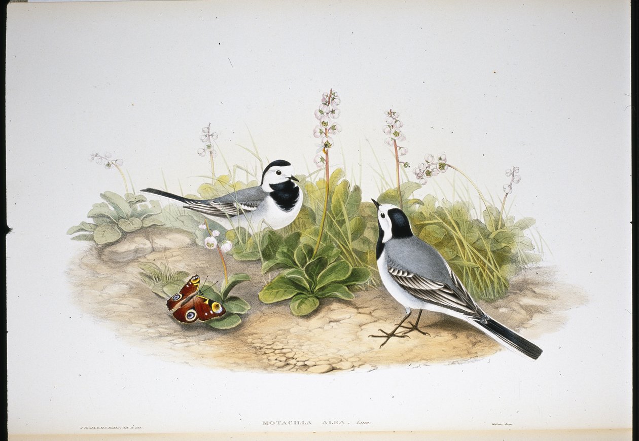 White Wagtail by John (after) Gould