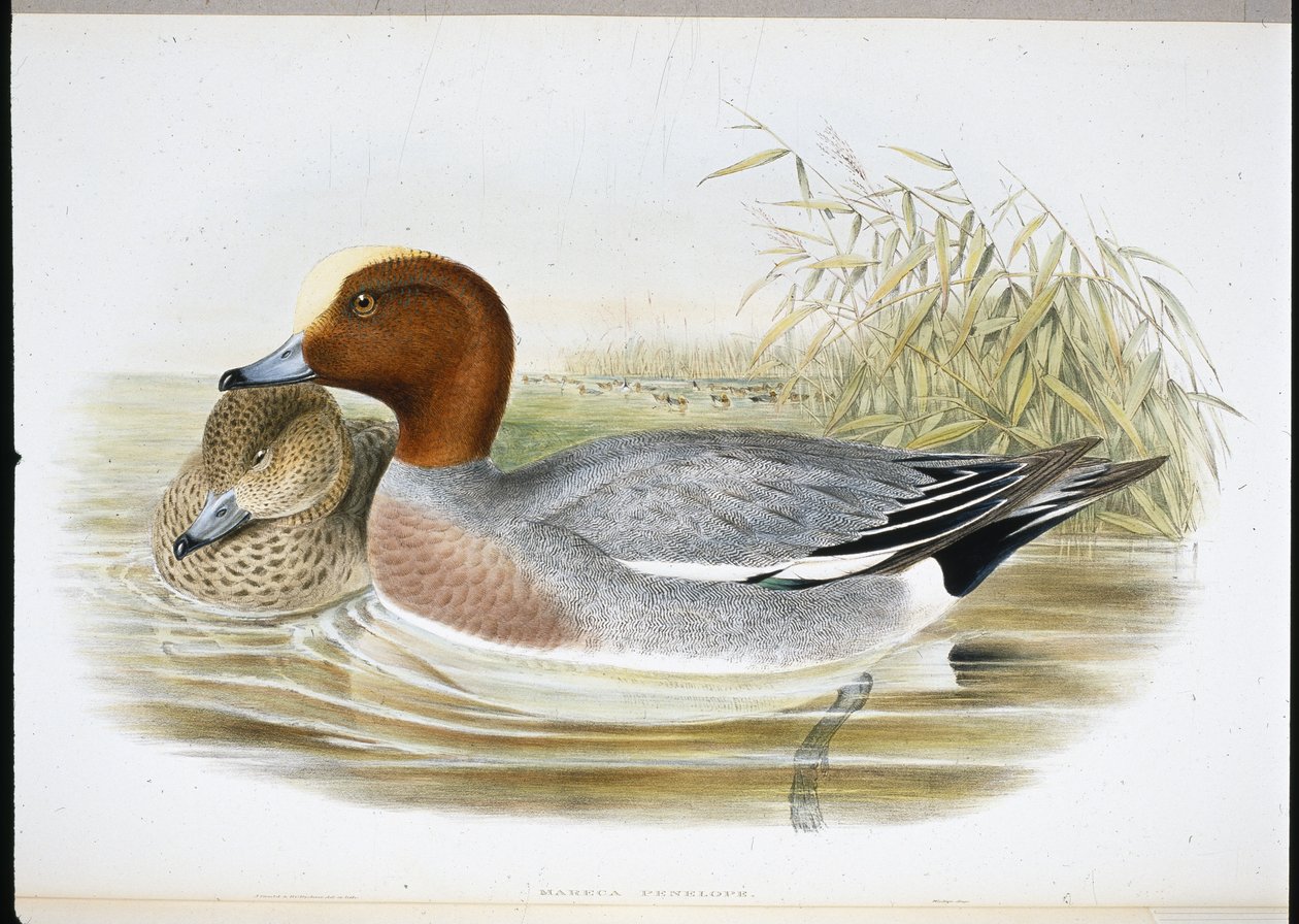 Widgeon by John (after) Gould