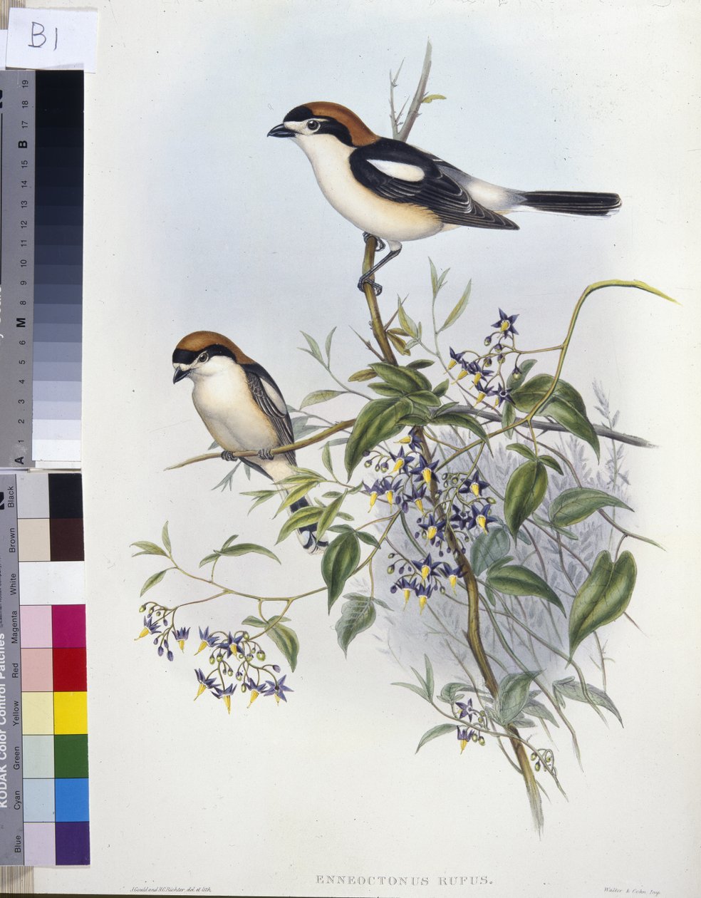 Woodchat Shrike by John (after) Gould