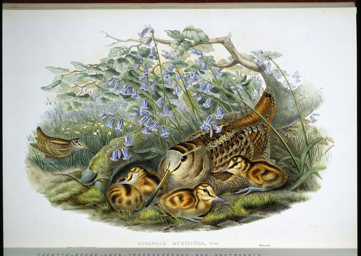 Woodcock by John (after) Gould