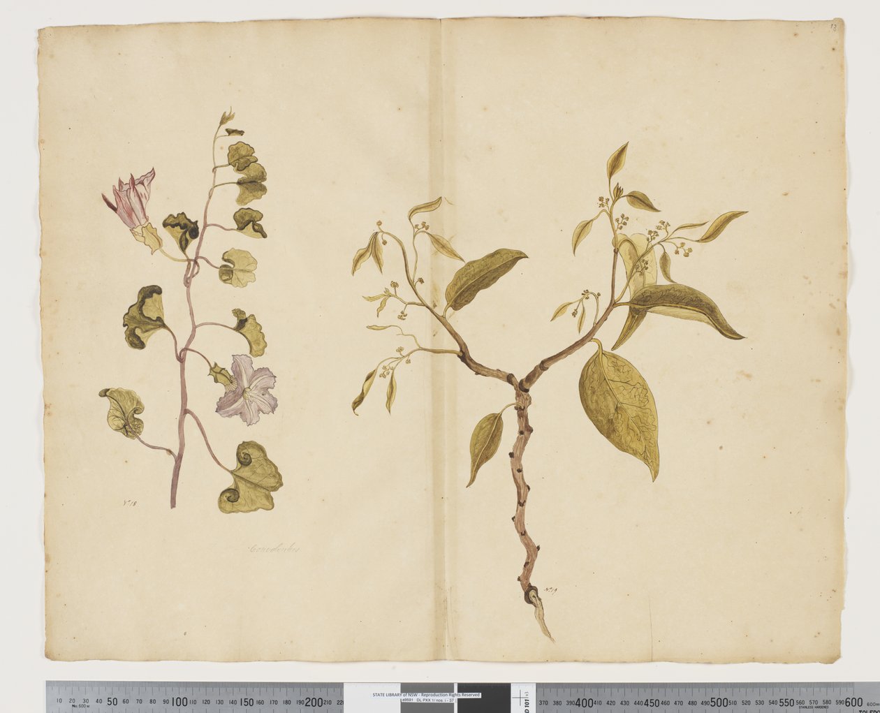 Ipomea Pes, caprae; Celtis paniculata, c.1790-95 by John (attr. to) Doody