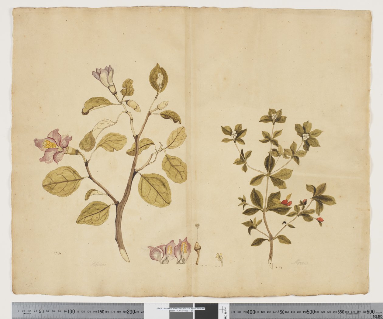 Lagunaria Patersonia; Alyxia gynopogon, c.1790-95 by John (attr. to) Doody
