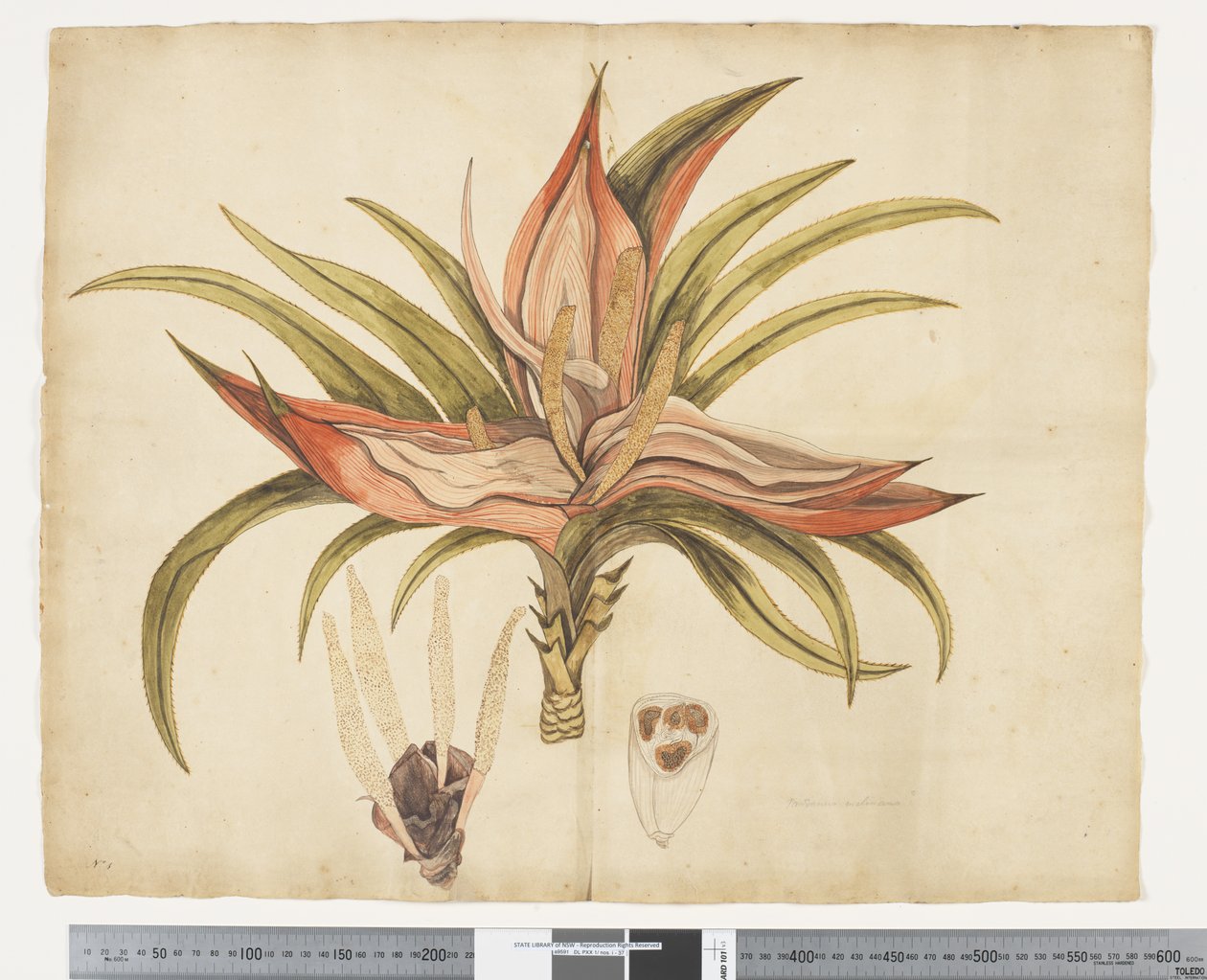 F.1 Freycinetia Baueriana, c.1790-95 by John (attr. to) Doody