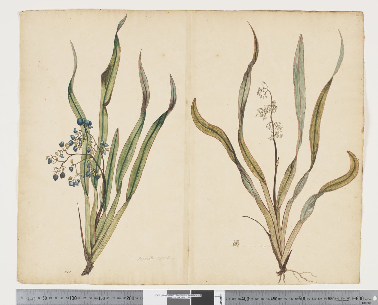 Dianella intermedia, c.1790-95 by John (attr. to) Doody