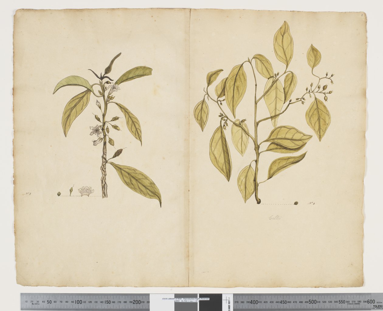 Myoporum obscurum; Celtis paniculate, c.1790-95 by John (attr. to) Doody