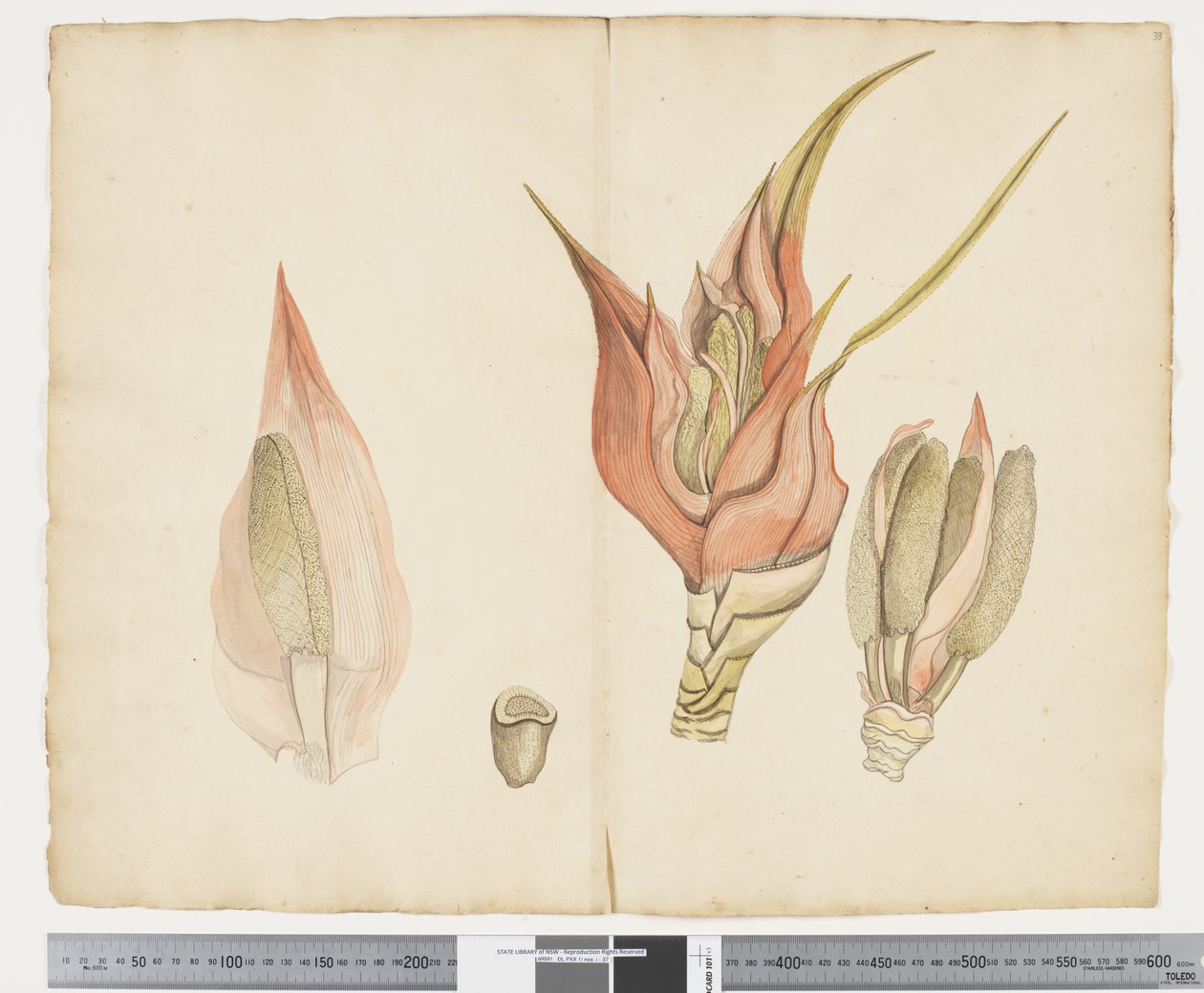 F.33 Freycinetia baueriana, c.1790-95 by John (attr. to) Doody