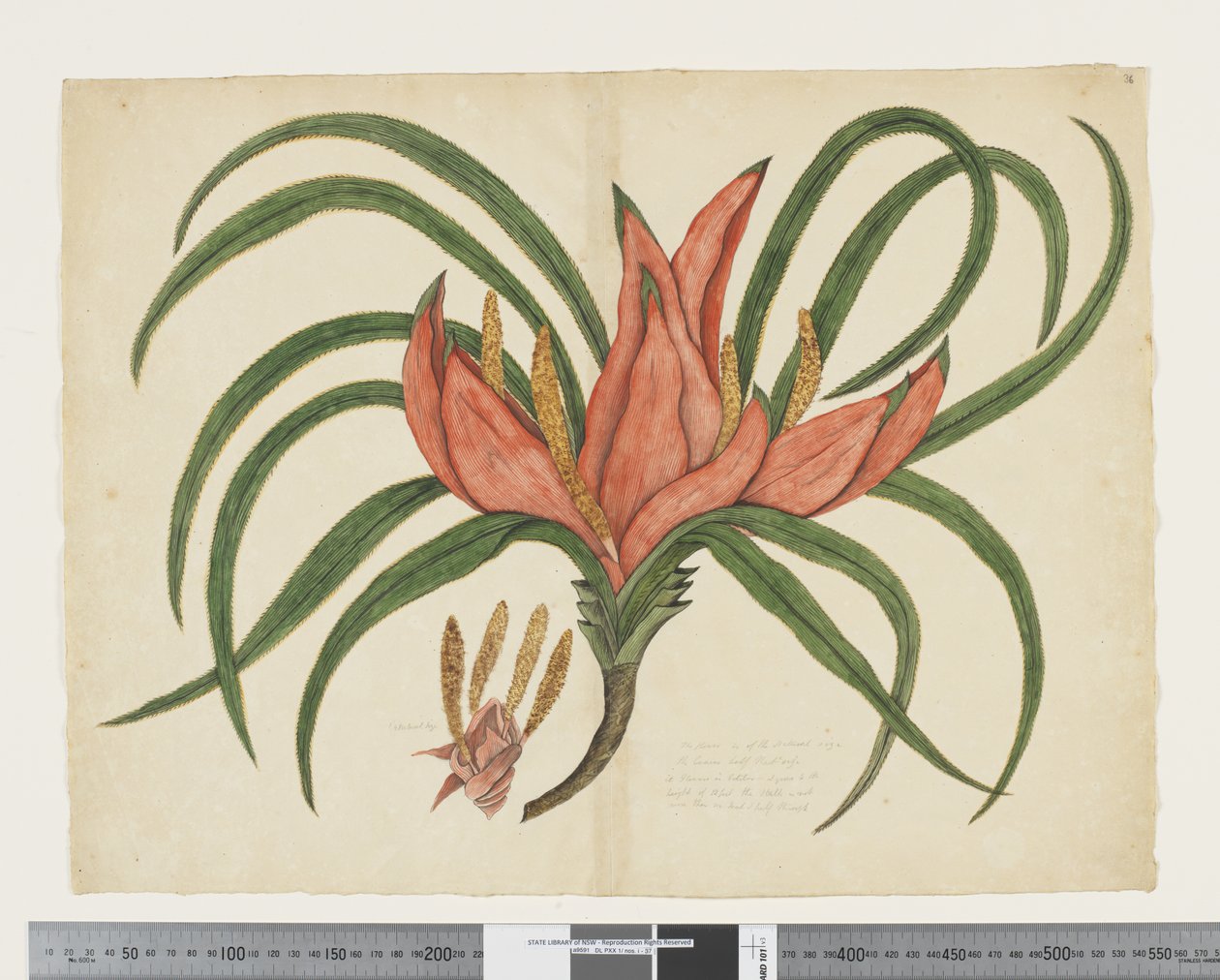 Freycinetia baueriana, c.1790-95 by John (attr. to) Doody
