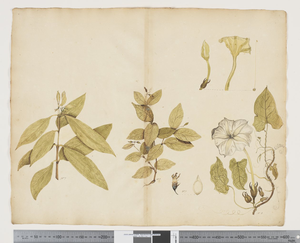 Wickstroemia Australis; Ipomea, c.1790-95 by John (attr. to) Doody