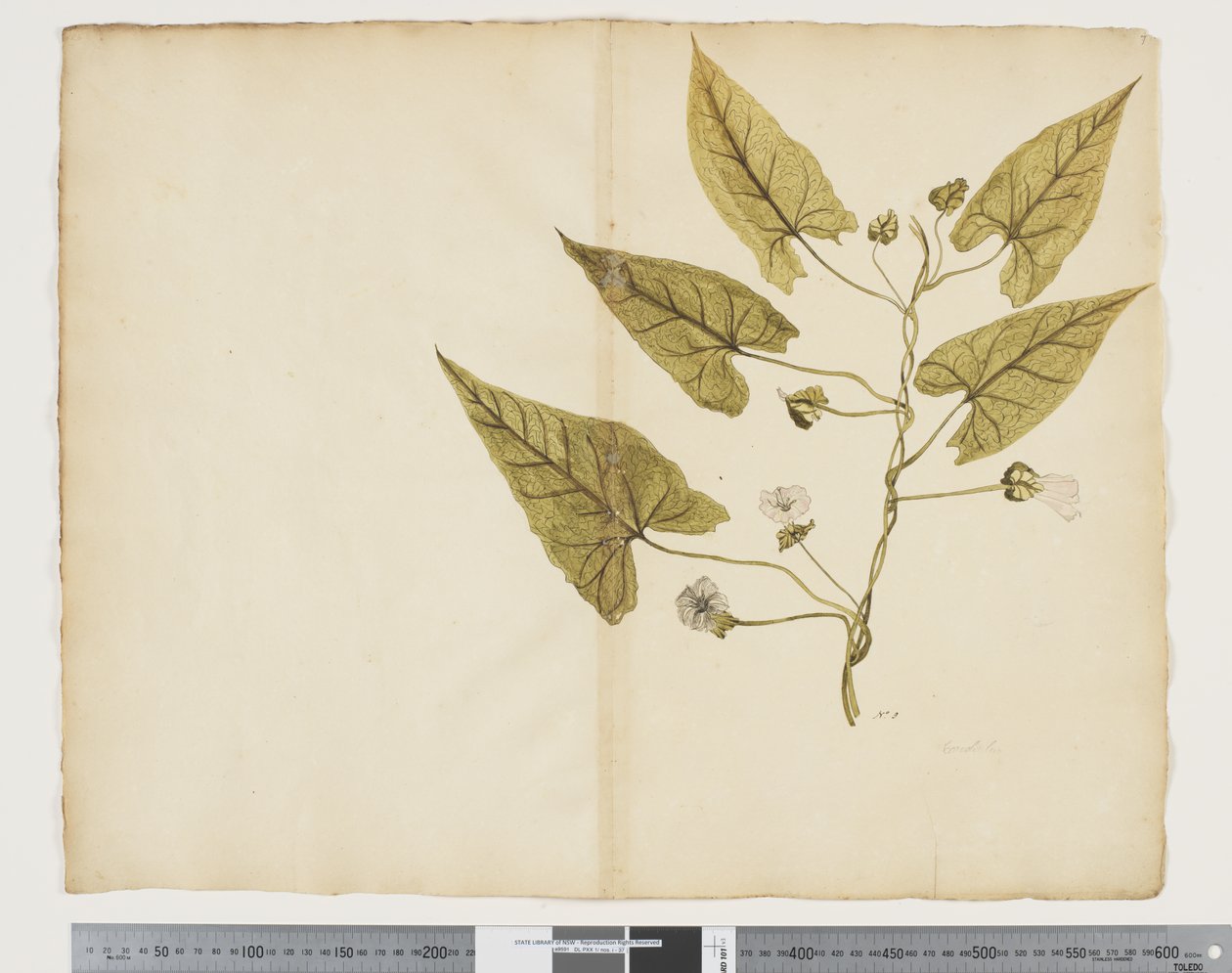 Calystegia affinis, c.1790-95 by John (attr. to) Doody