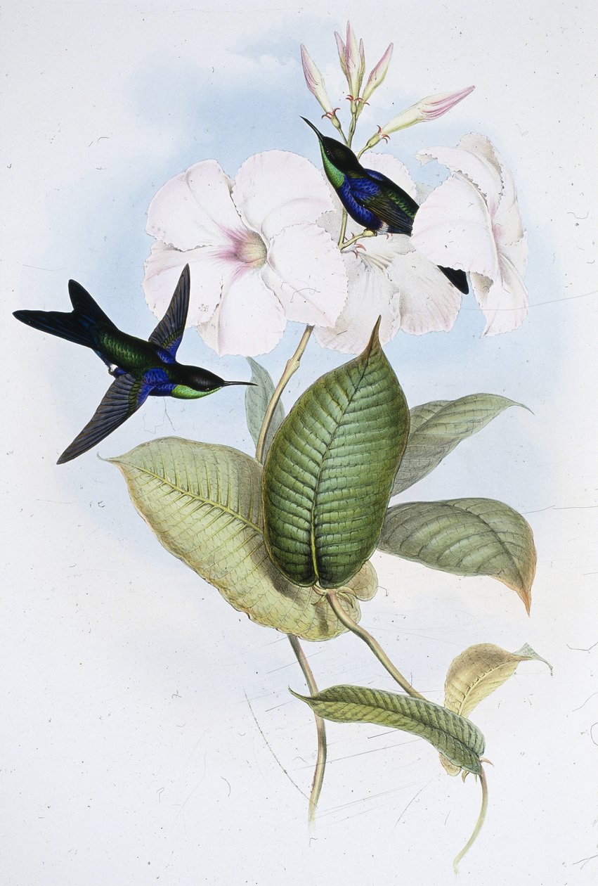 Refulgent Panoplites by John (after) Gould: Fine art print