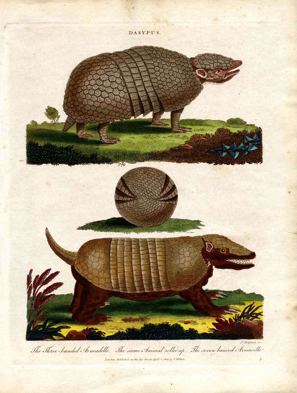 Dasypus - Armadillos in Natural Environment by John Chapman