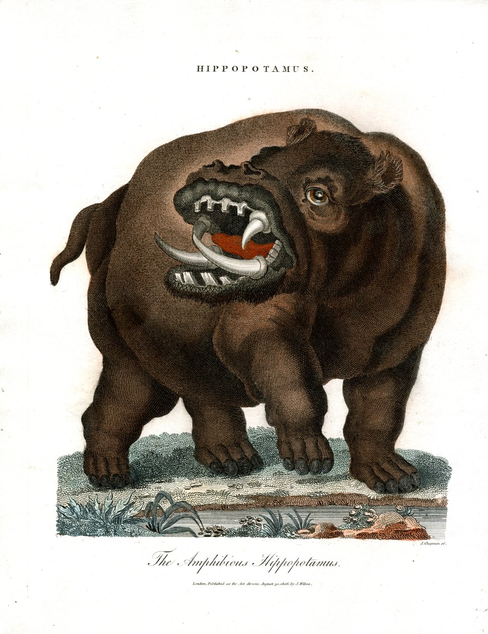 Hippopotamus by John Chapman