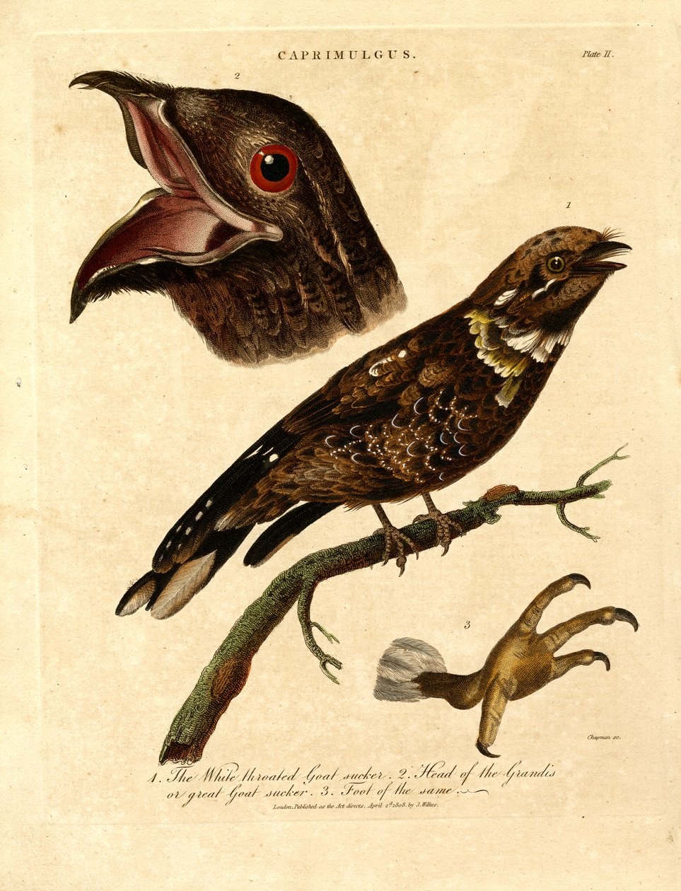 Nightjar (Caprimulgus) by John Chapman