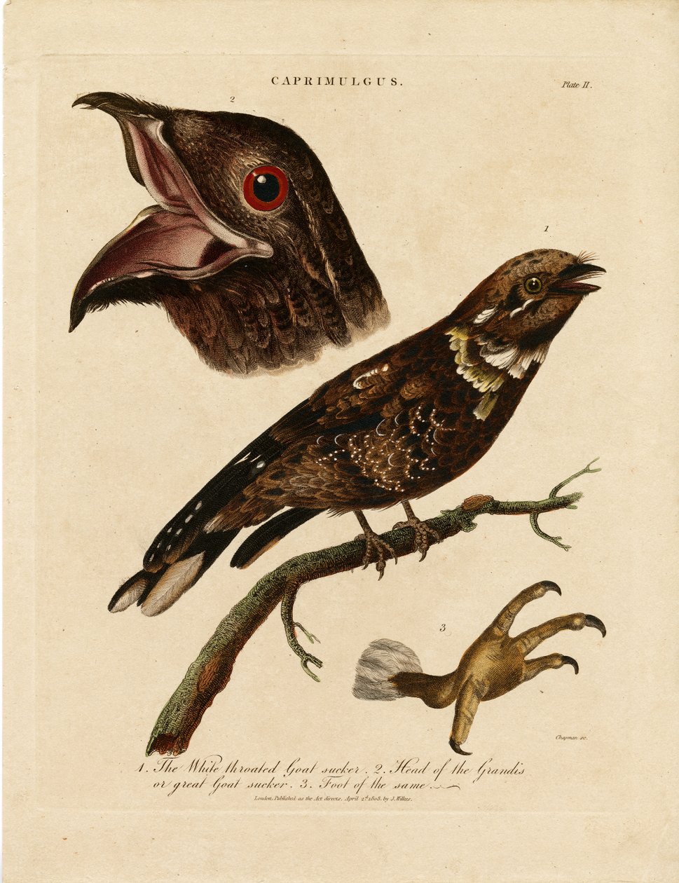 Nightjars (Caprimulgus) by John Chapman