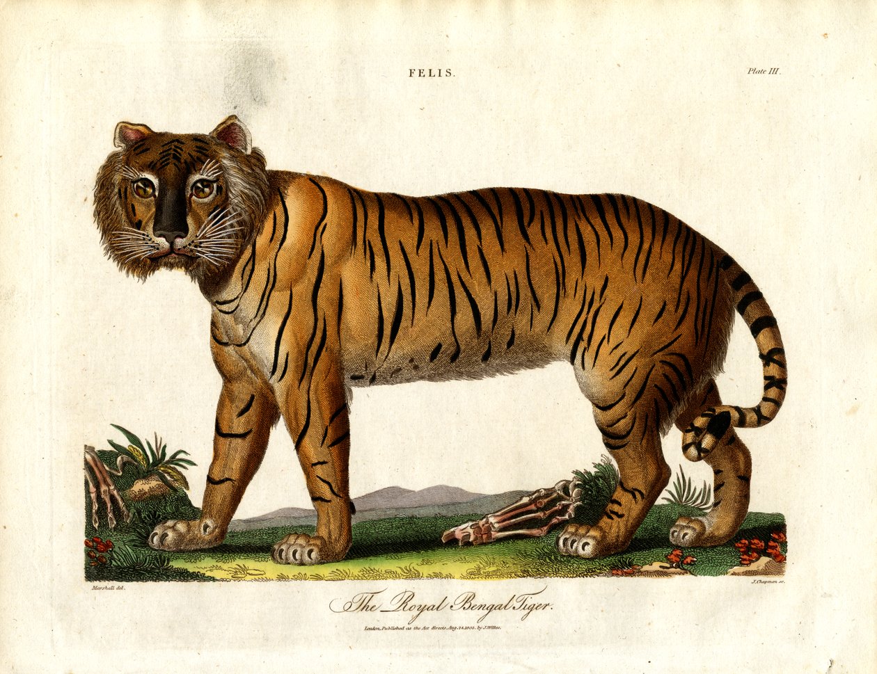 The Royal Bengal Tiger (Felis Tigris) by John Chapman