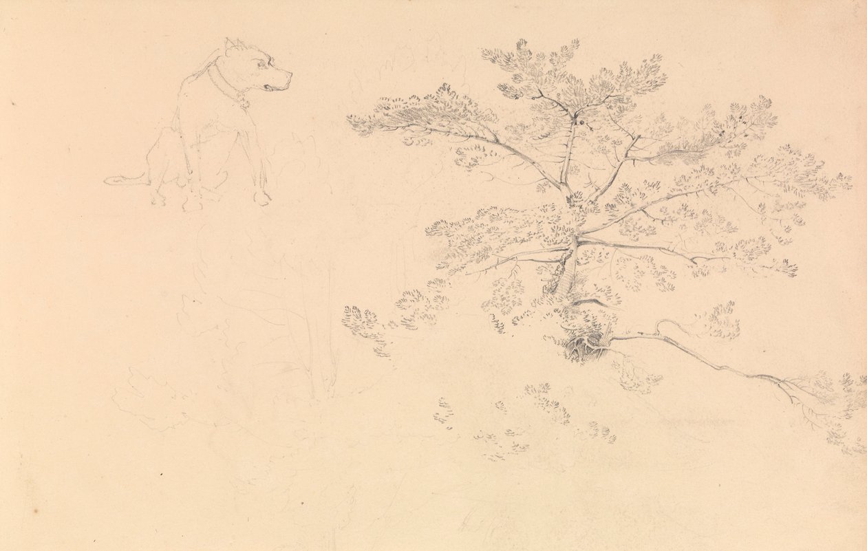 Study of a dog wearing collar and of tree branches by John Christian Schetky