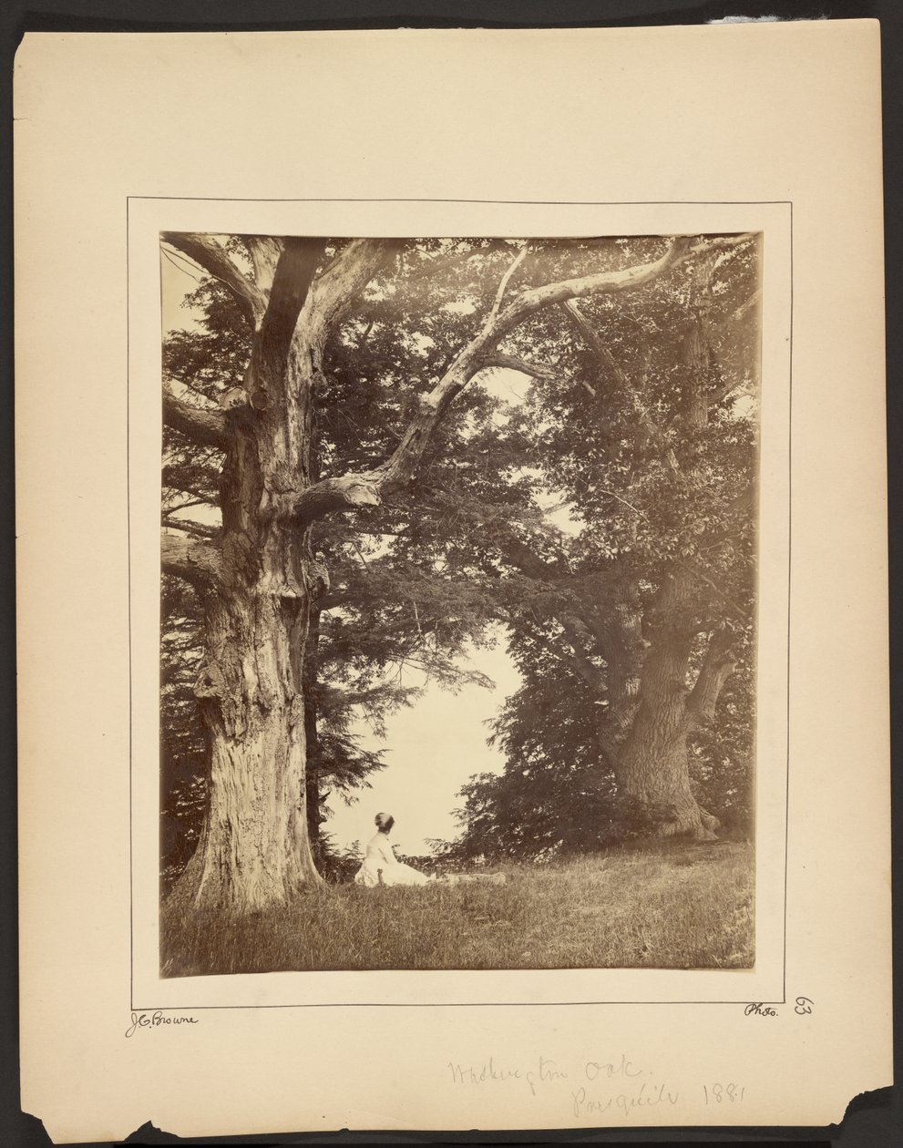 Washington Oak, Presqu