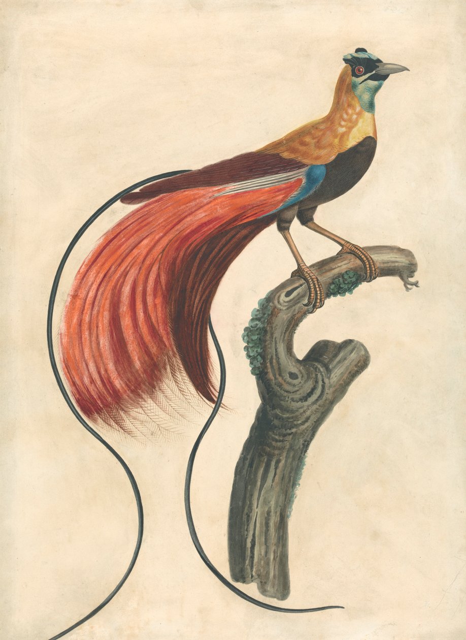 Red-Plumed Bird-of-Paradise (Paradisea Apoda Raggiana), Southeastern ...