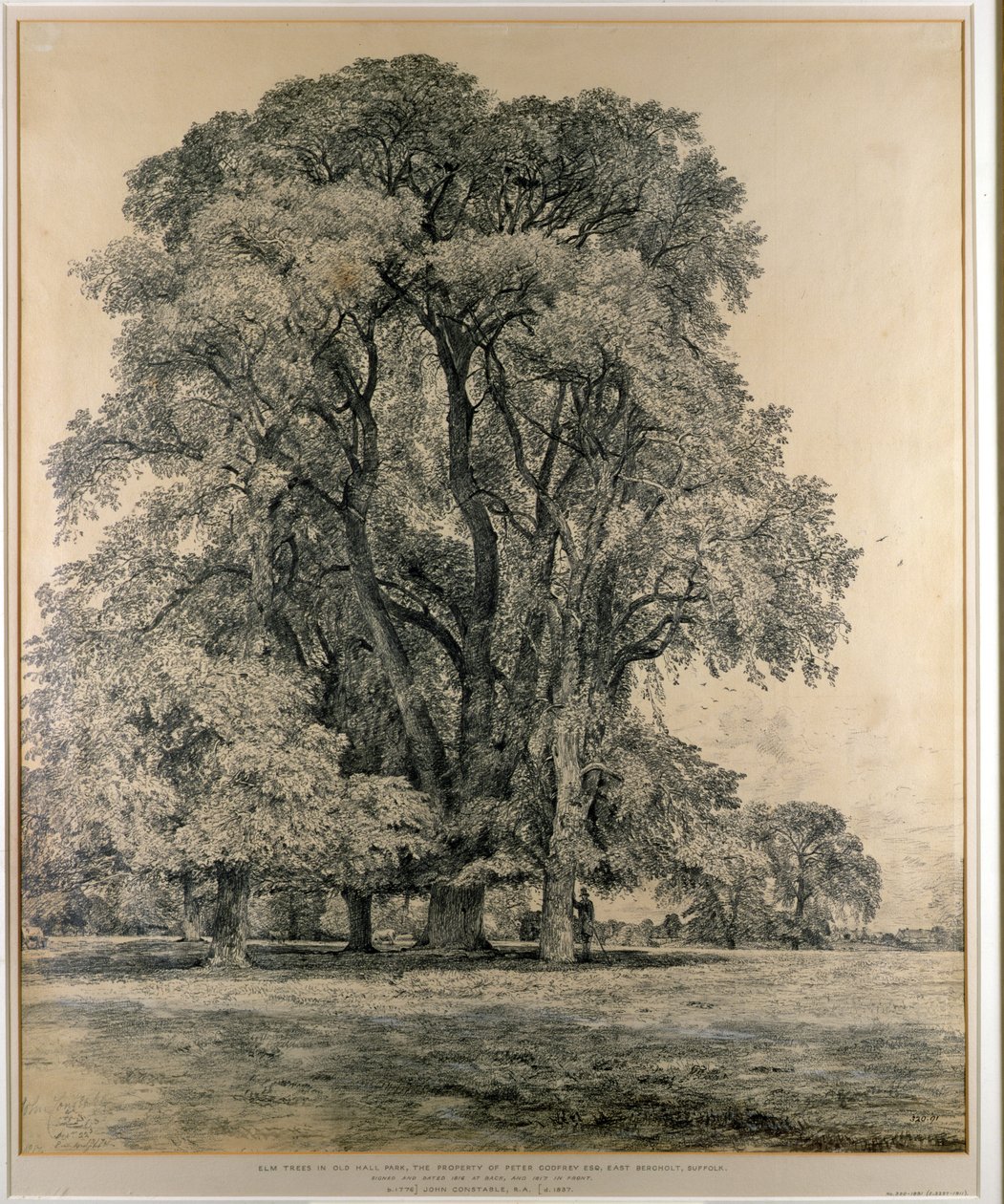 Elm Trees in Old Hall Park, East Bergholt, 1817 by John Constable