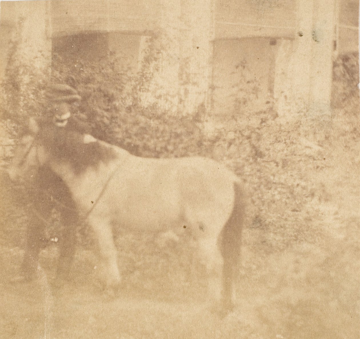 Man and Horse, Government House, Allahabad by John Constantine Stanley