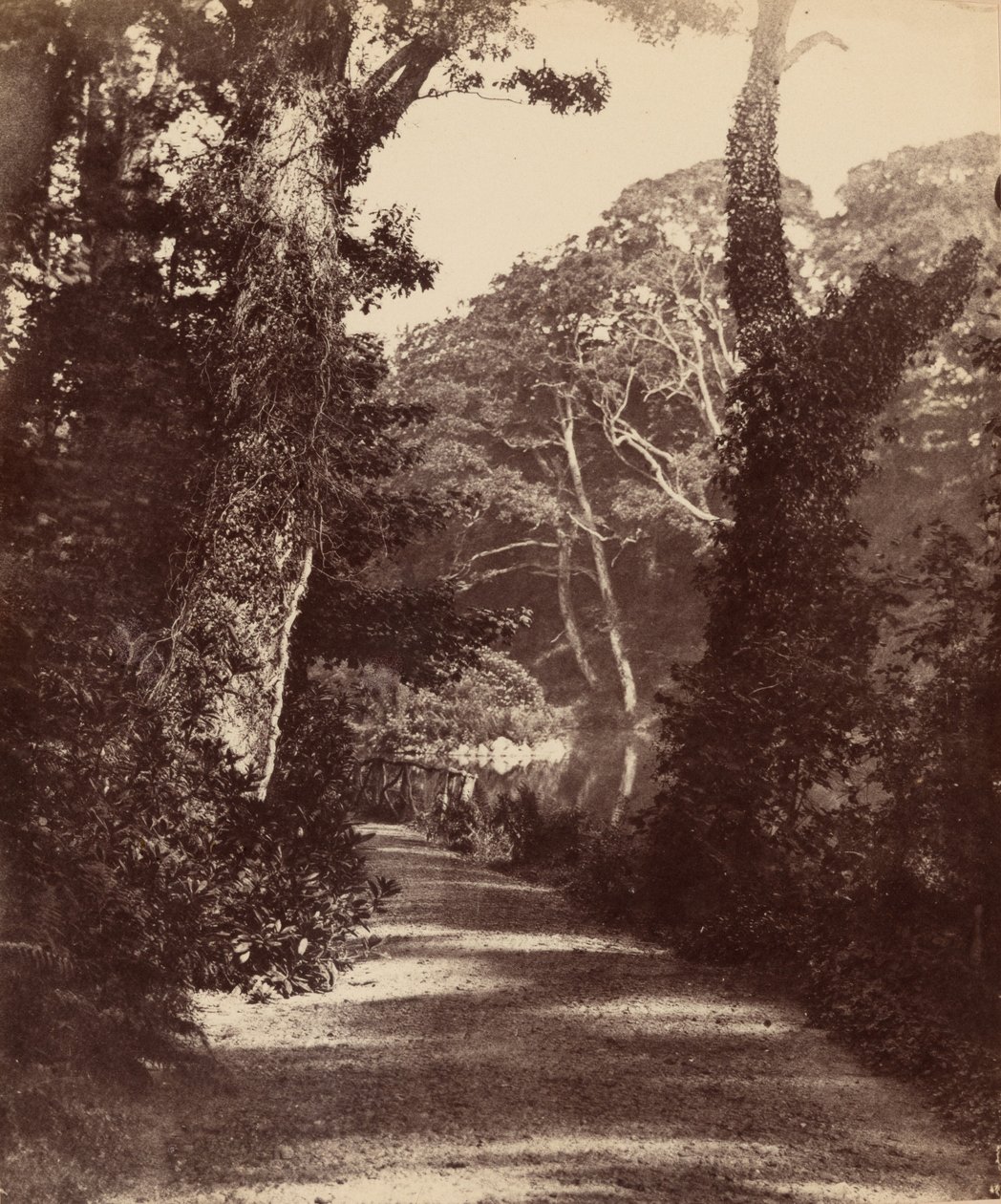 The Upper Lake, Penllergare Valley Woods, c. 1852 by John Dillwyn Llewelyn