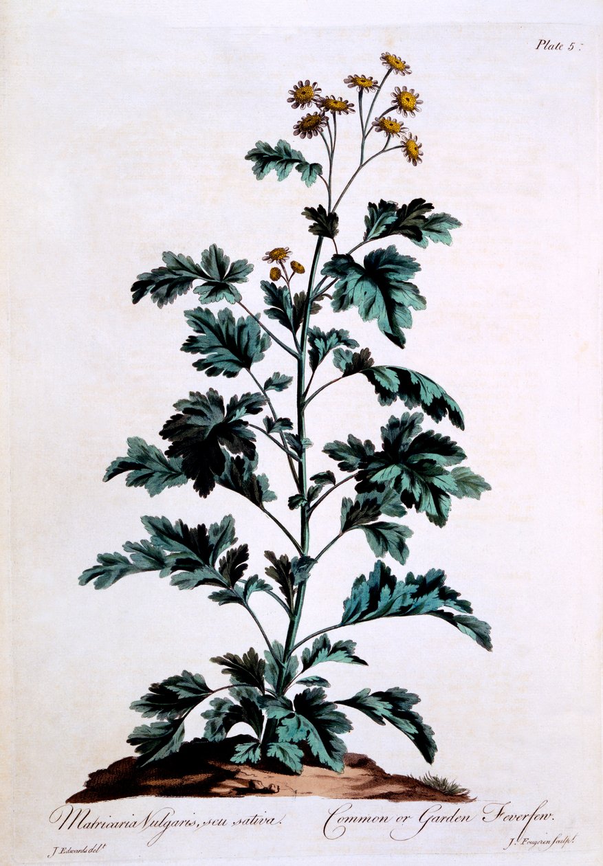 Common or Garden Feverfew, illustration from 