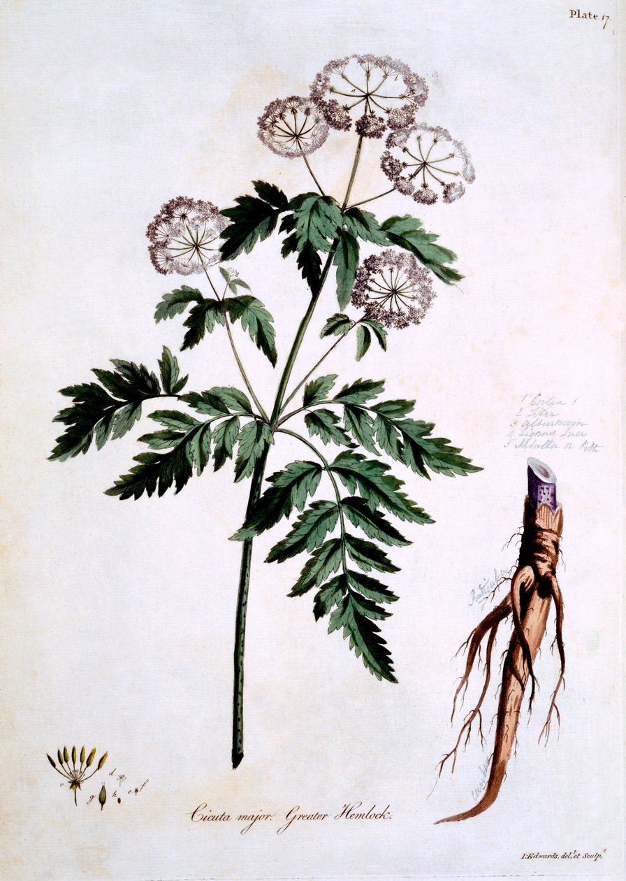 Greater Hemlock [Cicuta major], illustration from 