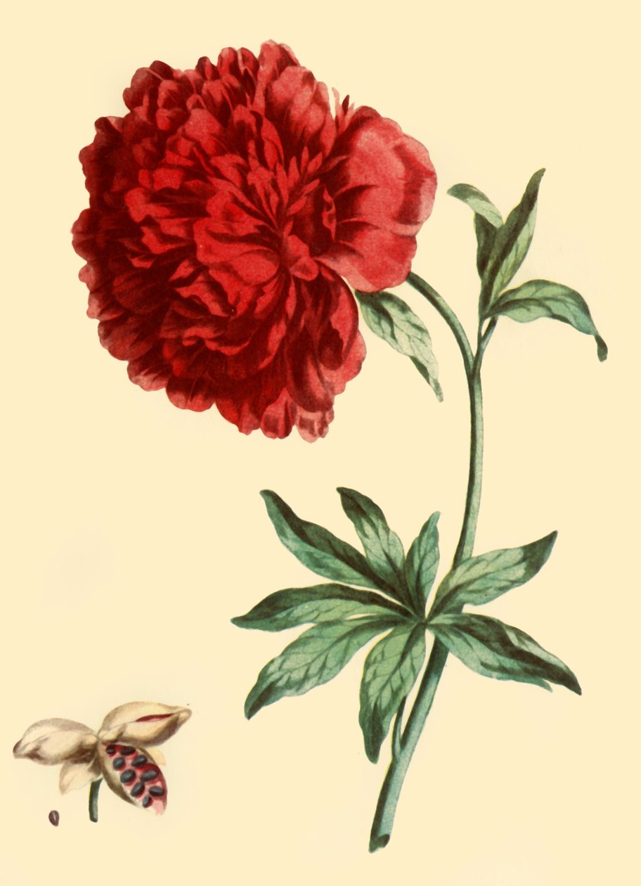 Peony: Paeonia Faemina Flore Pleno Rubro Majore by John Edwards