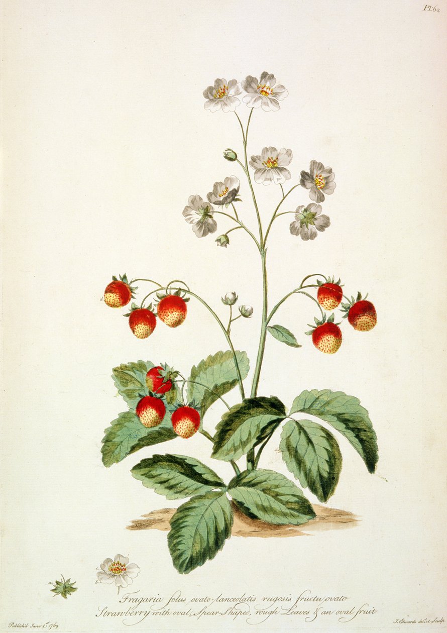 Strawberry: Oval Spear-Shaped, Rough Leaves and an Oval Fruit from 