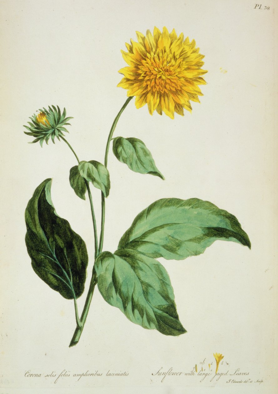 Sunflower: with large jagged leaves (Corona) from 