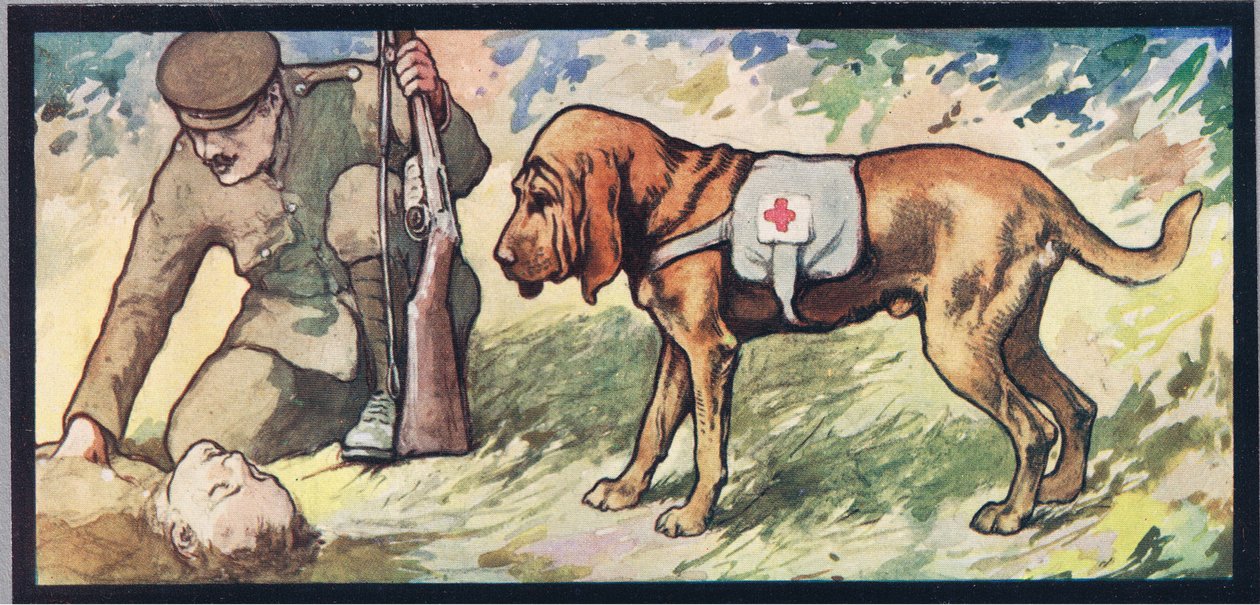 Ambuland bloodhound, illustration from 