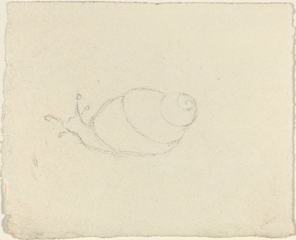 Snails (recto and verso) by John Flaxman