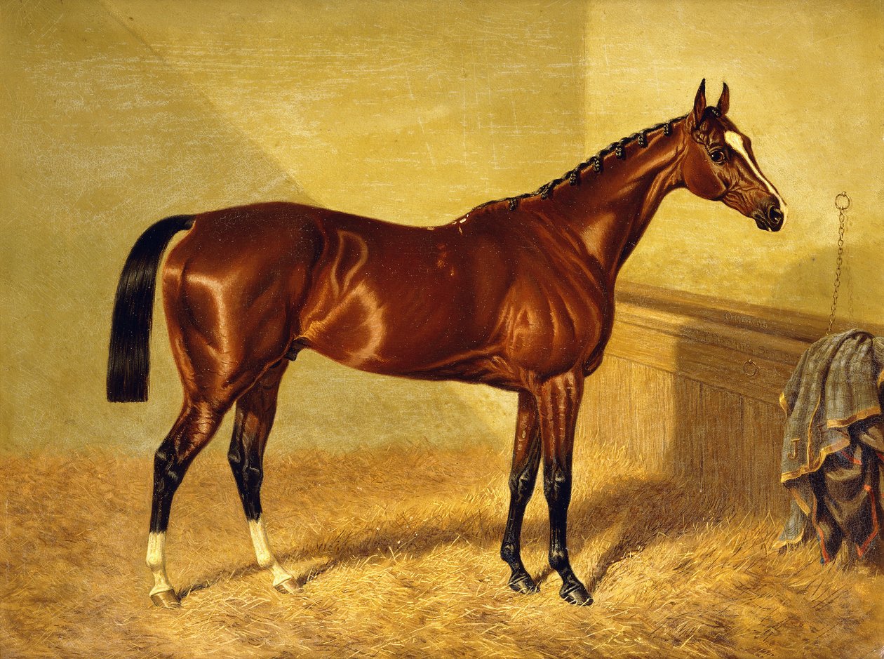 Orlando, a Bay Racehorse in a Loosebox by John Frederick Herring Senior
