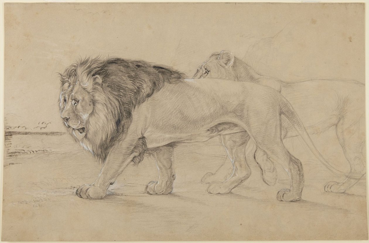 Lions by John Frederick Lewis