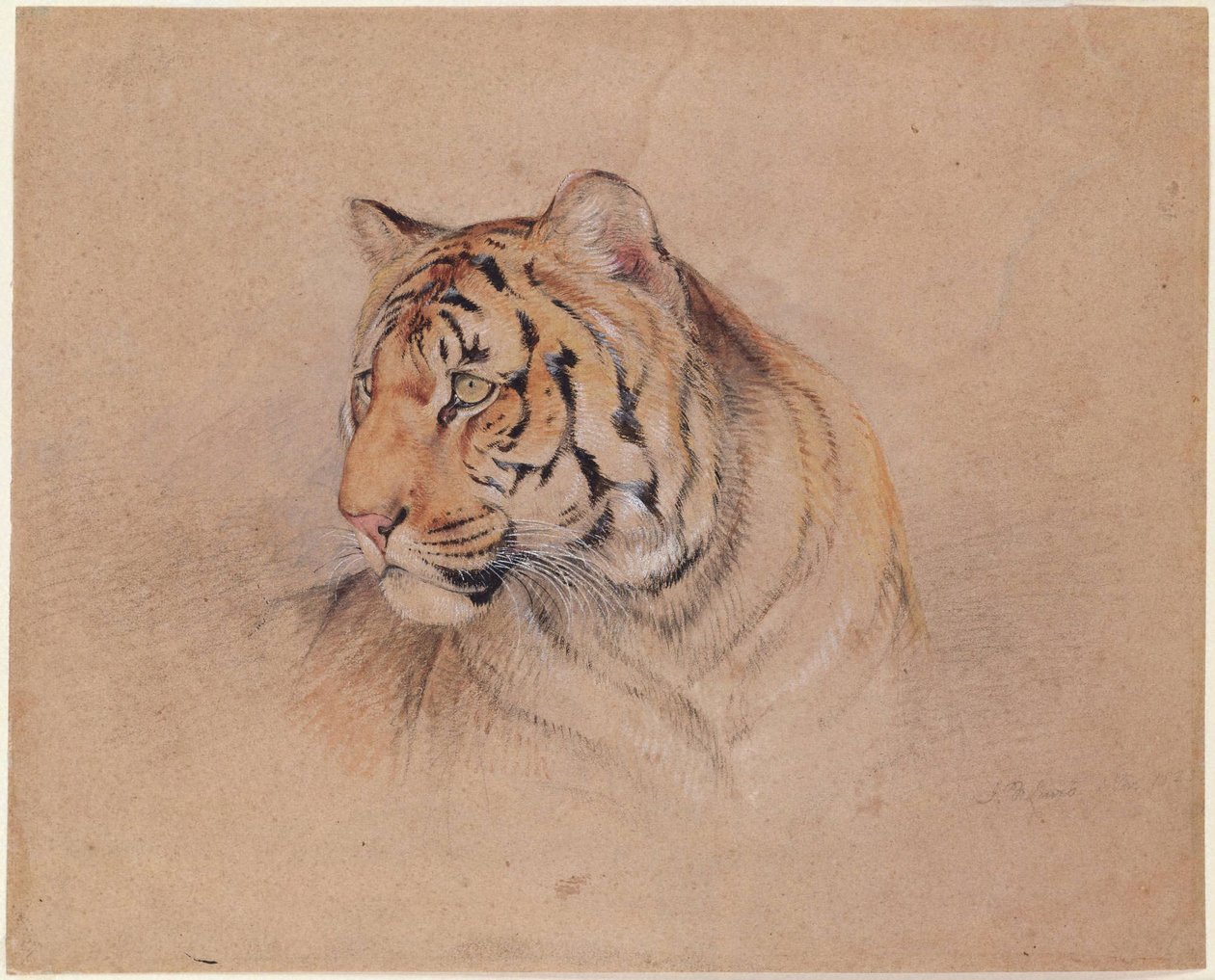 Tiger by John Frederick Lewis