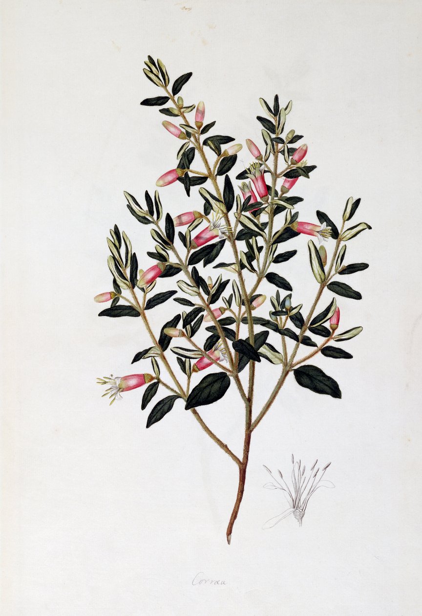 Correa Reflexa by John Frederick Miller