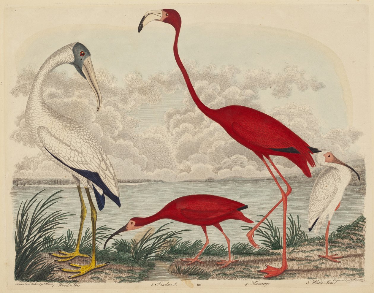 Wood Ibis, Scarlet Ibis, Flamingo, and White Ibis, published 1808-1814 by John G. Warnicke