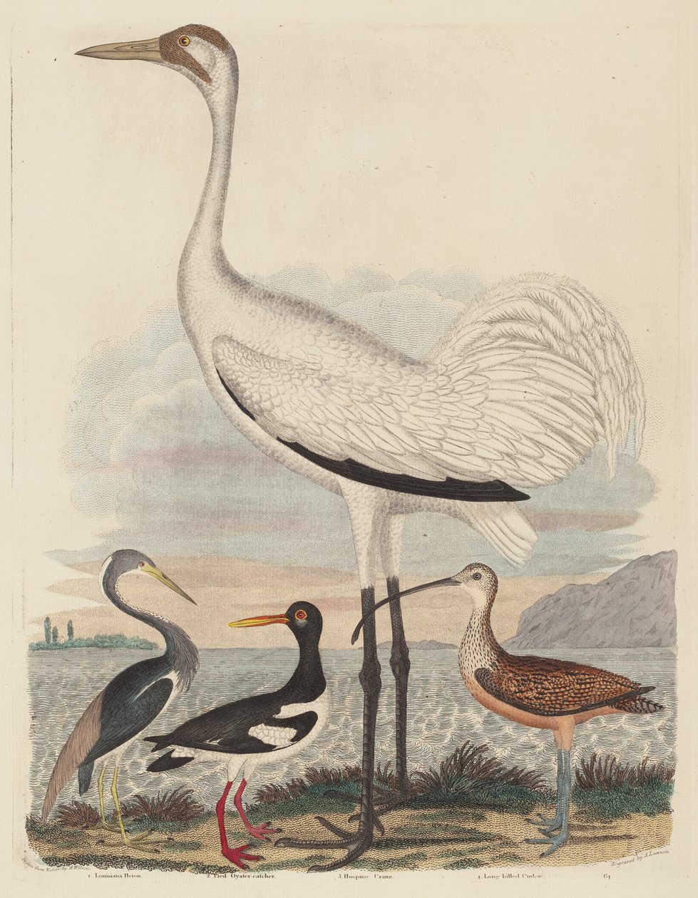 Louisiana Heron, Pied Oyster-catcher, Hooping Crane, and Long-billed Curlew by John G. Warnicke after Alexander Wilson