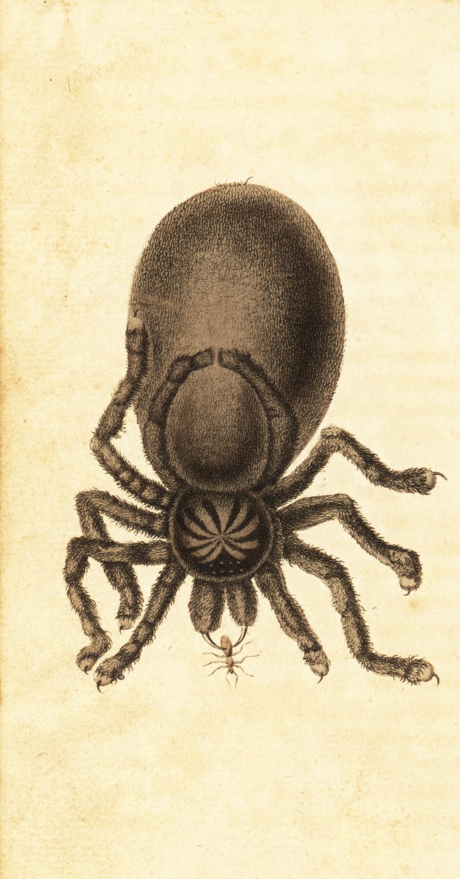 Pinktoe Tarantula, Avicularia avicularia, 1800 (engraving) by John Gabriel Stedman
