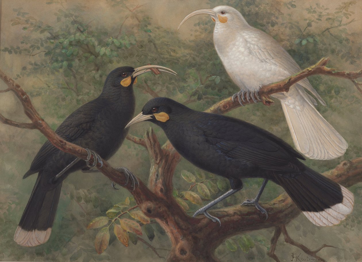 Three Huia (Heteralocha acutirostris) by John Gerrard Keulemans