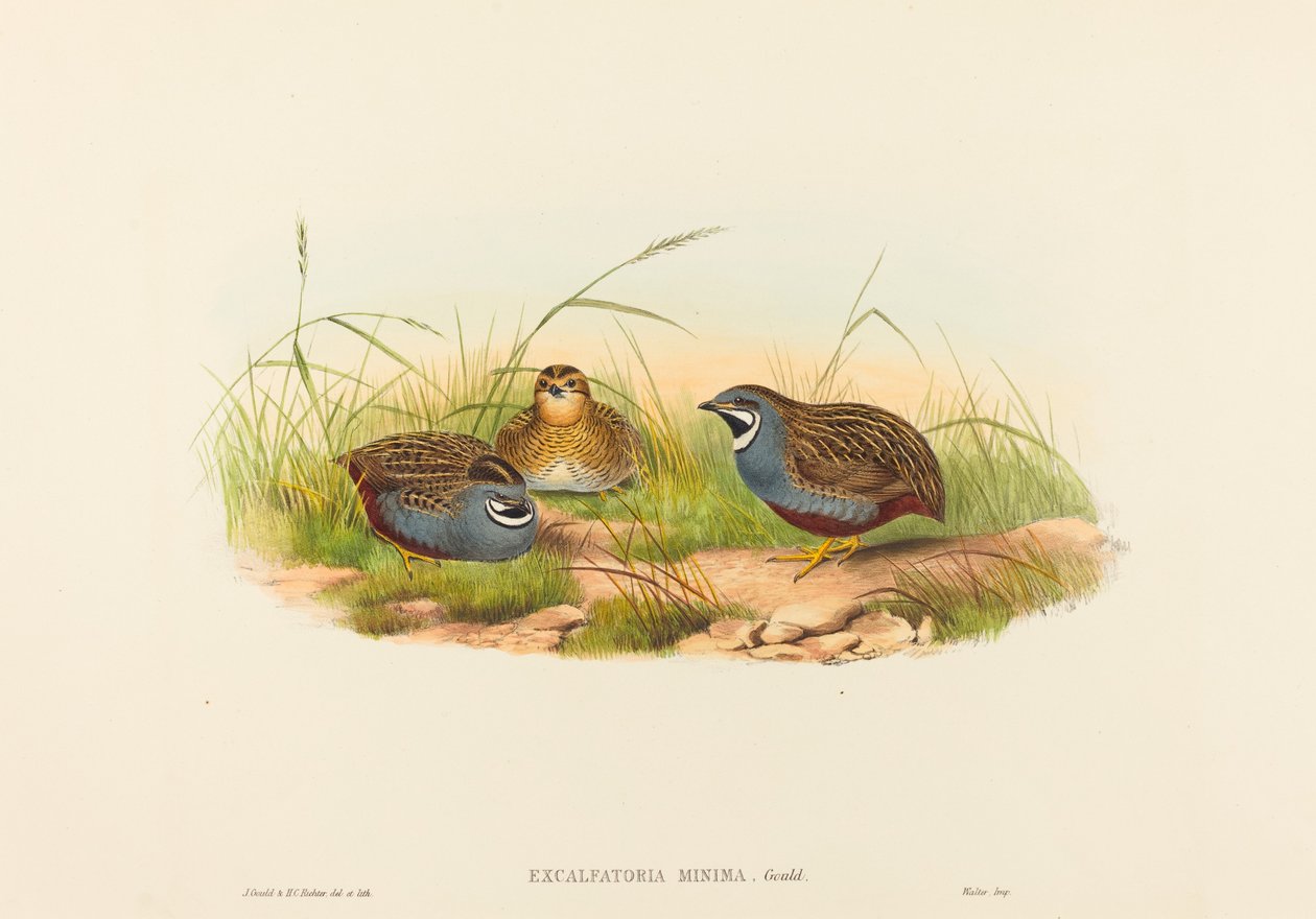 Blue-breasted Quail by John Gould and Henry Constantine Richter John Gould and Henry Constantine Richter