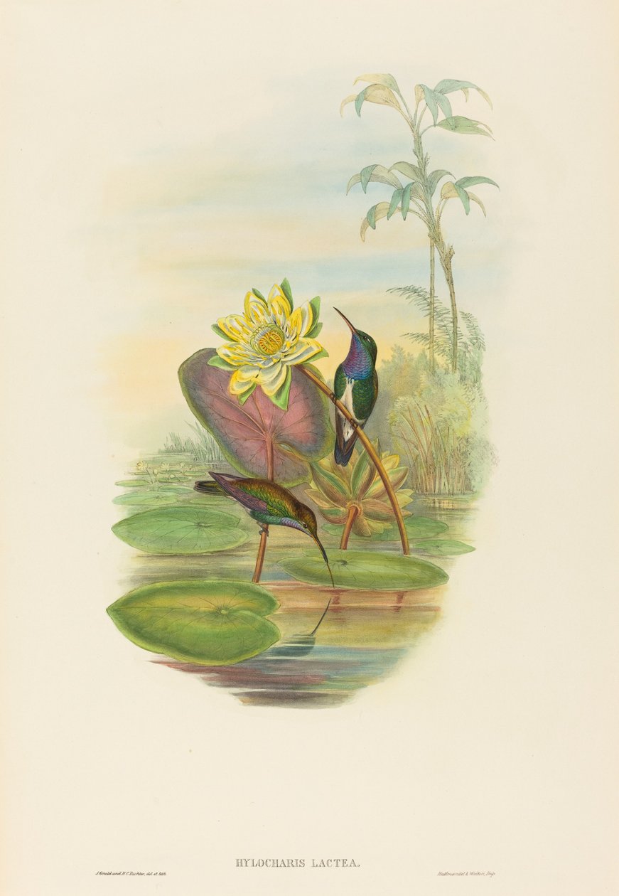 Sapphire-breasted Emerald by John Gould and Henry Constantine Richter John Gould and Henry Constantine Richter