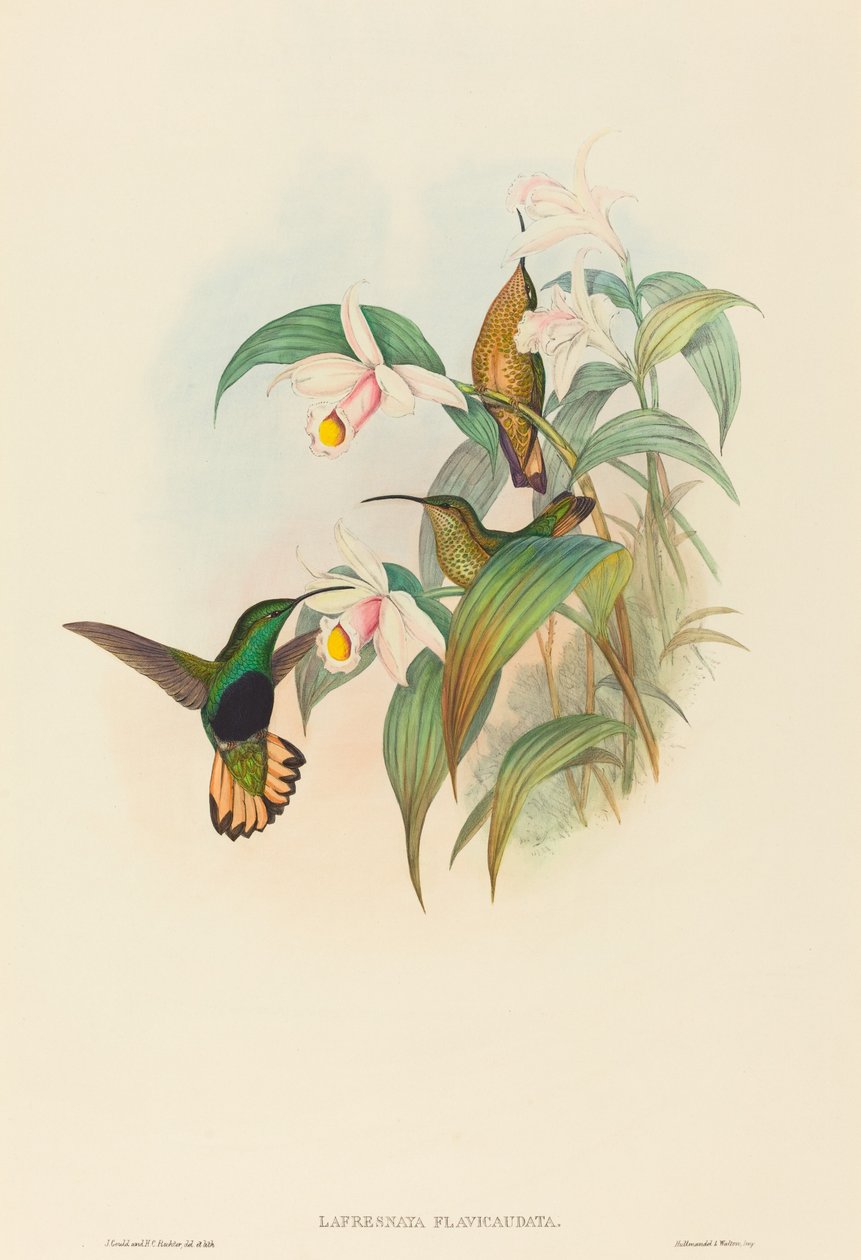 Lafresnaya flavicaudata Buff-tailed Velvet-breast by John Gould and Henry Constantine Richter John Gould and Henry Constantine Richter