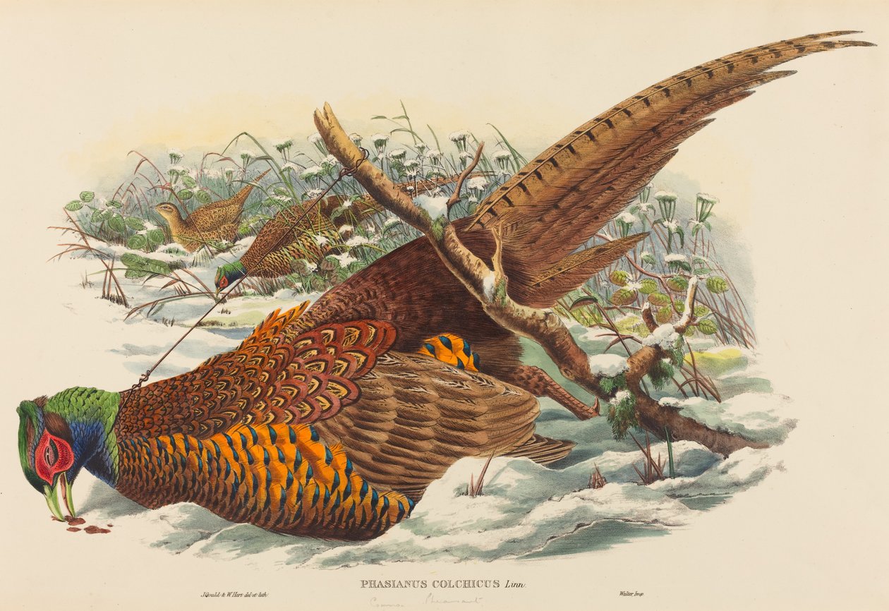 Phasianus colchicus Ring-necked Pheasant by John Gould, William Matthew Hart